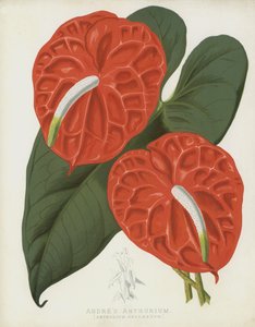 Andres Anthurium, Anthurium Andraeanum